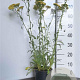 Achillea millefolium 'Terracotta' GM 2,0L