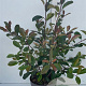 Photinia fraseri 'Red Robin' 80-100 cm 10L
