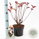 Physocarpus opulif. 'Red Baron' 25-30 cm 2,0L