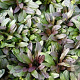 Ajuga tenorii 'Chocolate Chip' GM P9