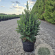 Picea gl. 'Conica' 30-40 cm 3,0L