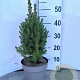 Picea gl. 'Conica' 30-40 cm 3,0L
