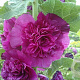 Alcea rosea 'Chater's Double Purple' GM P9