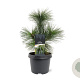 Pinus schwerinii 'Wiethorst' 25-30 cm 3,5L