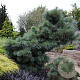 Pinus schwerinii 'Wiethorst' 25-30 cm 3,5L