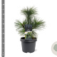 Pinus schwerinii 'Wiethorst' 25-30 cm 3,5L