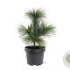 Pinus schwerinii 'Wiethorst' 25-30 cm 3,5L
