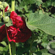 Alcea rosea 'Chater's Double Scarlet' GM P9