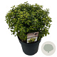 Pittosporum ten. 'Gold Star' 15-20 cm 2,0L