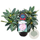Rhododendron 'Brigitte' 30-40 cm 5,0L struik