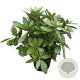Rhododendron 'Cosmopolitan' 30-40 cm 5,0L struik