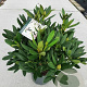 Rhododendron 'Cunningham's White' 30-40 cm 5,0L