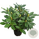 Rhododendron 'Cunningham's White' 30-40 cm 5,0L struik