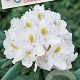 Rhododendron 'Cunningham's White' 30-40 cm 5,0L struik