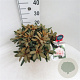 Rhododendron (Y) 'Edelweiss' 25-30 cm 5,0L