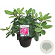 Rhododendron 'Germania' 50-60 cm 10L