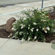 Buddleja davidii 'Free Petite Snow White' 30-40 cm 3,0L