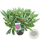 Rhododendron 'Marcel Menard' 50-60 cm 10L