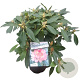 Rhododendron (Y) 'Percy Wiseman' 30-40 cm 5,0L struik