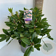 Rhododendron 'Virginia Richards' 30-40 cm 5,0L