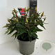 Rhododendron 'Vulcan's Flame' 30-40 cm 5,0L