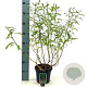 Salix udensis 'Sekka' 30-40 cm 3,0L