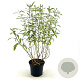 Salix udensis 'Sekka' 30-40 cm 3,0L