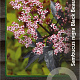 Sambucus nigra Black Beauty 30-40 cm 3,0L
