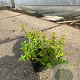 Spiraea jap. 'Firelight' 25-30 cm 2,0L