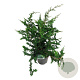Chamaecyparis p. 'Teddy Bear' 60-80 cm 7,5L