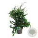 Chamaecyparis p. 'Teddy Bear' 60-80 cm 7,5L