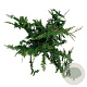 Chamaecyparis p. 'Teddy Bear' 60-80 cm 7,5L