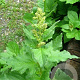 Chenopodium bonus-henricus GM P9