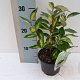 Elaeagnus ebbingei 'Limelight' 125-150 cm 20L