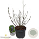 Vaccinium corymbosum 25-30 cm 3,5L