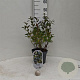 Vaccinium corymbosum 30-40 cm 3,0L