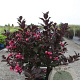 Weigela florida 'Alexandra' 60-80 cm 10L