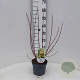 Cornus alba 'Aurea' 30-40 cm 3,0L