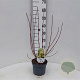 Cornus alba 'Aurea' 30-40 cm 3,0L