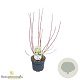 Cornus alba 'Aurea' 30-40 cm 3,0L