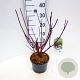 Cornus alba 'Kesselringii' 30-40 cm 3,0L