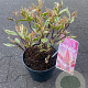 Cornus alba Miracle 25-30 cm 2,0L