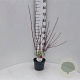 Cornus alba 'Sibirica' 40-60 cm 3,0L