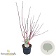 Cornus alba 'Sibirica' 40-60 cm 3,0L