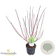 Cornus alba 'Spaethii' 30-40 cm 3,0L