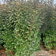 Elaeagnus ebbingei 200-225 cm met kluit