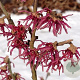 Hamamelis vernalis 'Amethyst' 150-175 cm cont. 100L