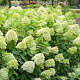 Hydrangea paniculata 'Limelight' 80 cm stam 7,5L