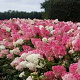 Hydrangea paniculata 'Vanille-Fraise' 50-60 cm 7,5L