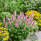 Agastache Beelicious Pink GM P9 Chemievrij